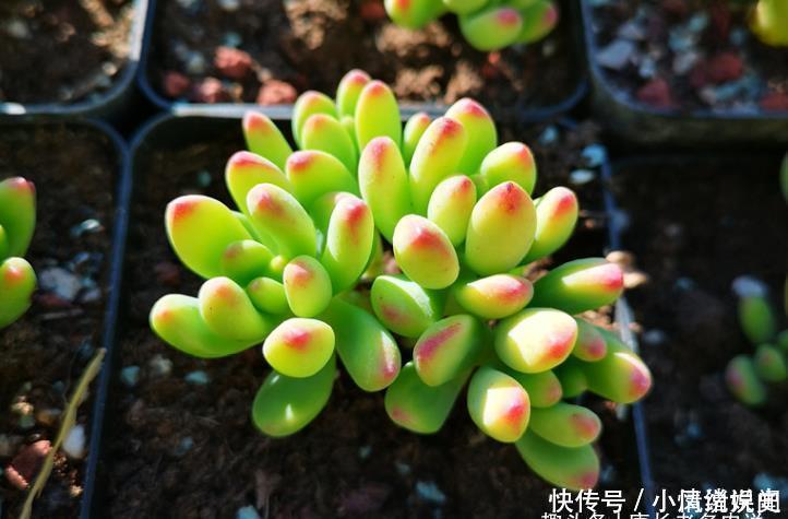 叶尖|柠檬手指和柳叶莲华虽然长得有点像,但它们真不是同一种多肉植物