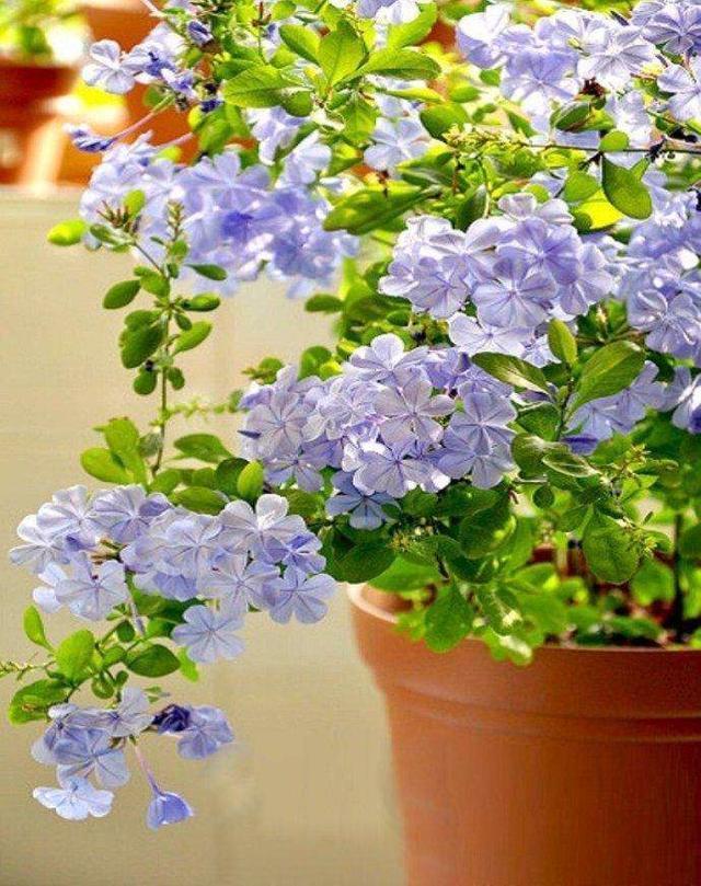 10种花,再心疼也要搬出去“狠狠晒”,越晒花朵越多,越香浓