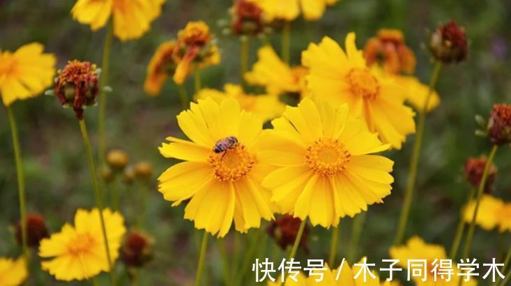 夏日|夏日贪凉，喝冷饮不如养盆花中隐士菊花，心静自然凉