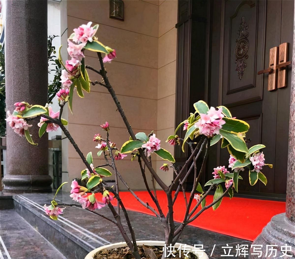 16种花被誉为冬日里的“开花机器”,喜欢就可以养起来,又美又香