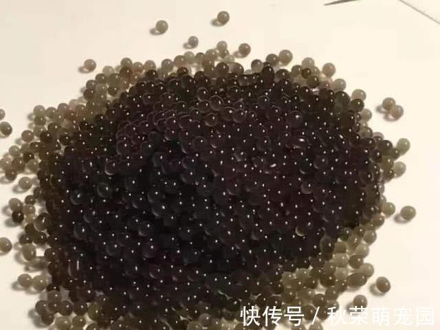 葛仙米|稻田里的这个野味,人称“土燕窝”,蛋白质是牛肉的2倍,别错过