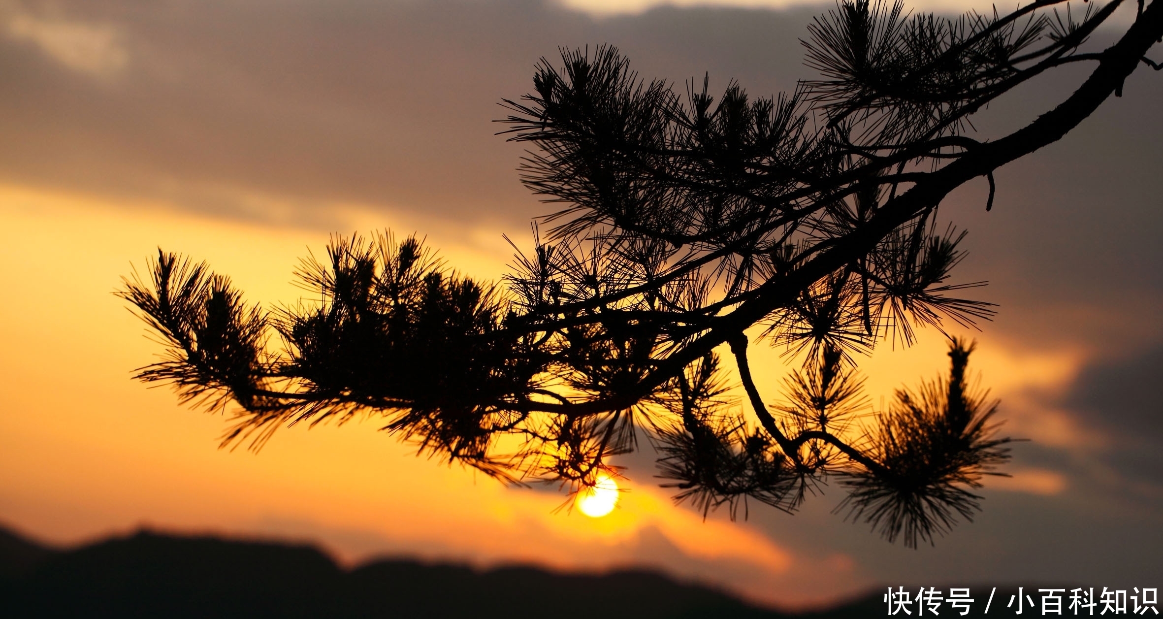 我国|我国的这3棵树,你知道有多贵吗?数字已经无法衡量其价值