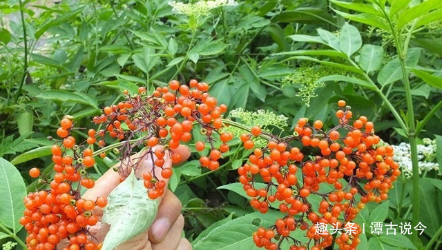 野草|农村人称“接骨草”，请别不当回事摘去玩，要珍惜，因为太珍贵