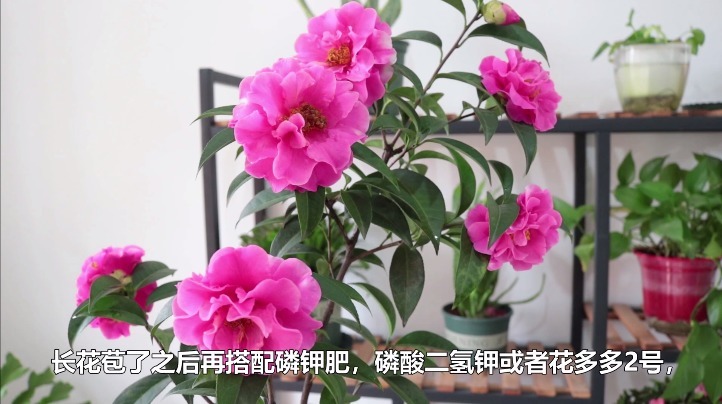 都说茶花很难养,记住几个小技巧,枝繁叶茂,时间到了就爆盆