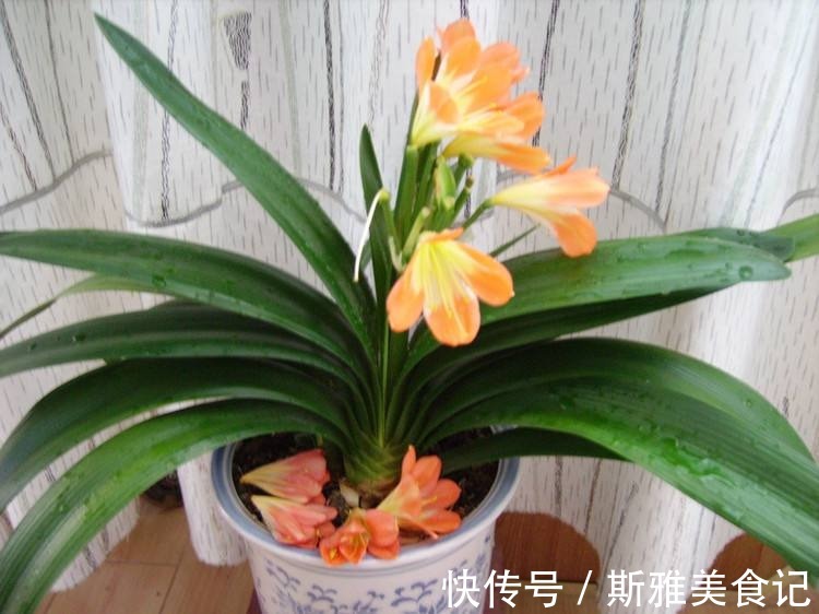 君子兰|君子兰，5月花谢后该怎么浇水？多浇、控水还是不浇好？
