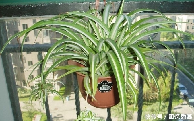 3种“细菌”最讨厌的植物,家里种几盆,家人少生病,身体更健康