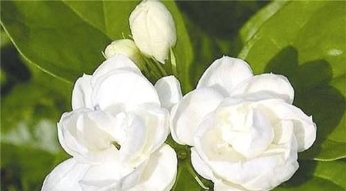 营养液|最厉害的养花营养液:给茉莉花喝一勺,叶片翠绿,开出层叠群花
