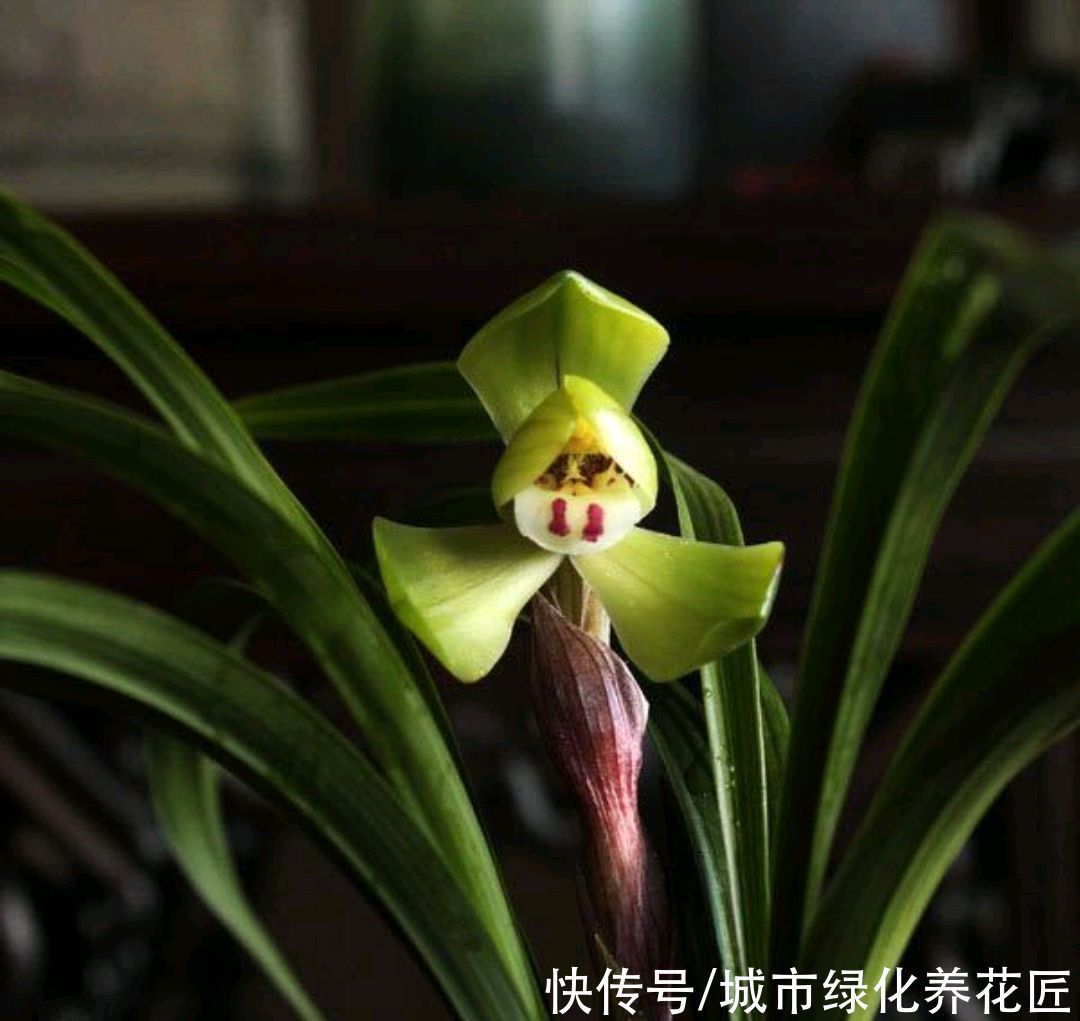 植料|浇水是门学问，有的人隔三差五勤浇水，兰花最后还是被干死