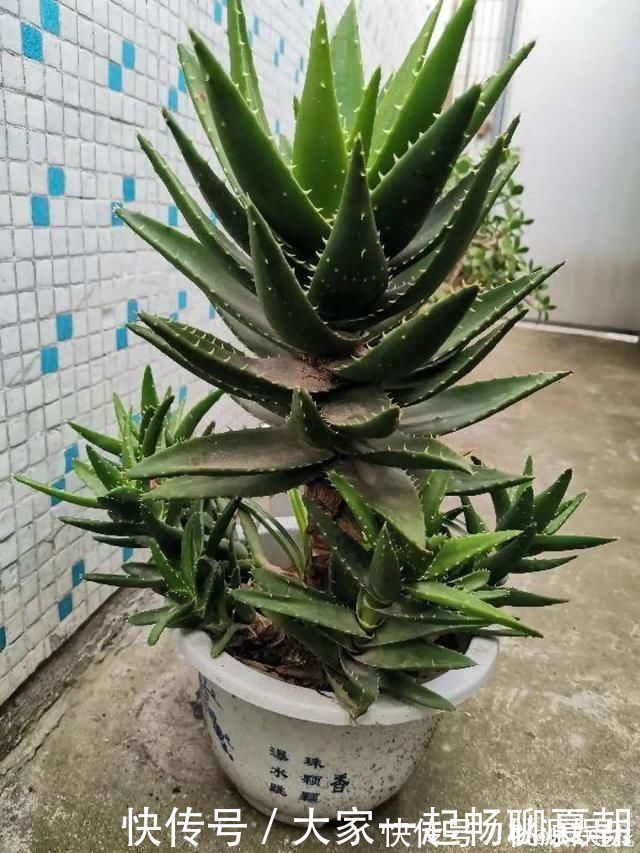 根系|3种花不用扦插,掰下来就能活,1盆变10盆,懒人也能养