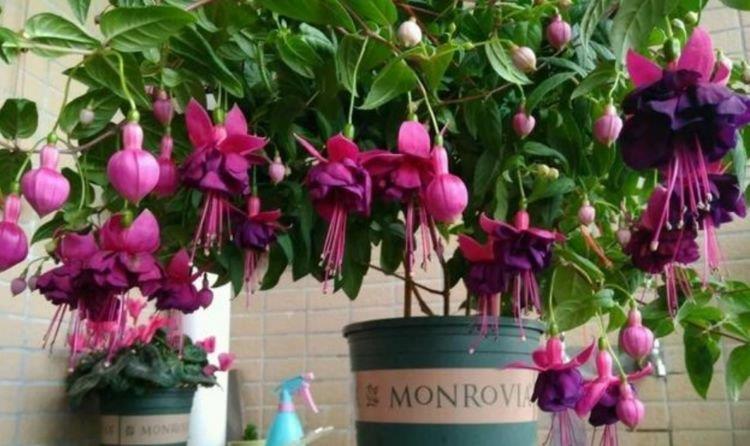 4种花好养易活,旺财又养人,花朵硕大花期长,家庭理想花卉盆栽