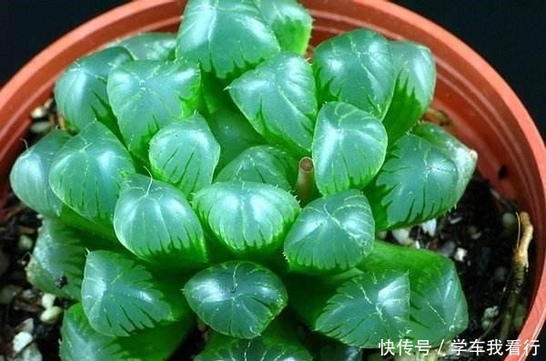 家家都有的塑料瓶,剪几刀变成养多肉“神器”,把玉露养得真水灵!