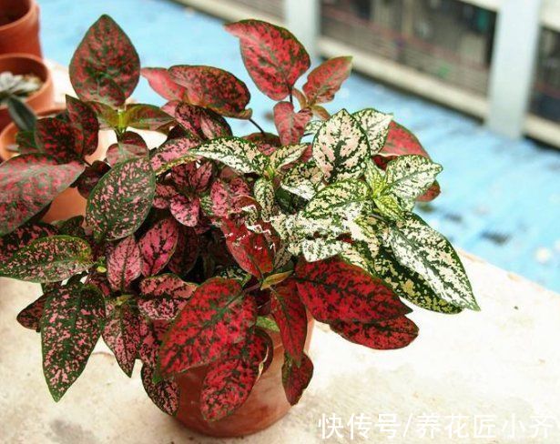6种绿植不一般，叶片比“花”还好看，家里养一盆，特有“范”