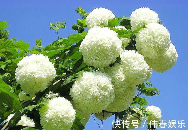不会养花就养它,不畏严寒,不怕酷暑,春季开成“大雪球”!