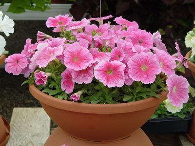 阳台养这“3种花”,花开上百朵,1月开成“小花海”,邻居都羡