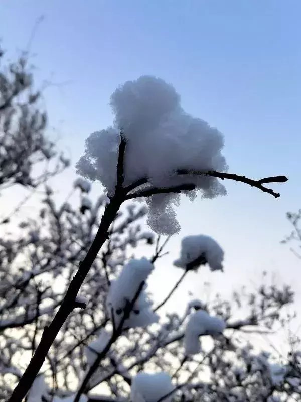  区税务局驻|大雪节气，想和你一起去看雪！一起，慢慢白了头~