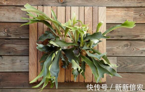 鲜艳|不如养这几款小花,比吊兰好养,花朵鲜艳迷人
