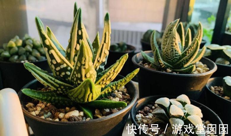 冬天买多肉,虽然价钱便宜,但不注意这些,却难服盆、易伤亡