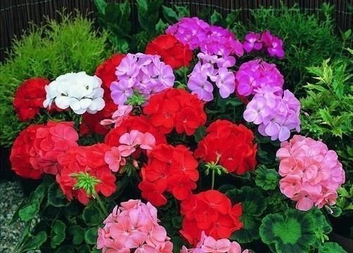 家家都有的1种水,用来浇花,连施肥都省了,养啥旺啥