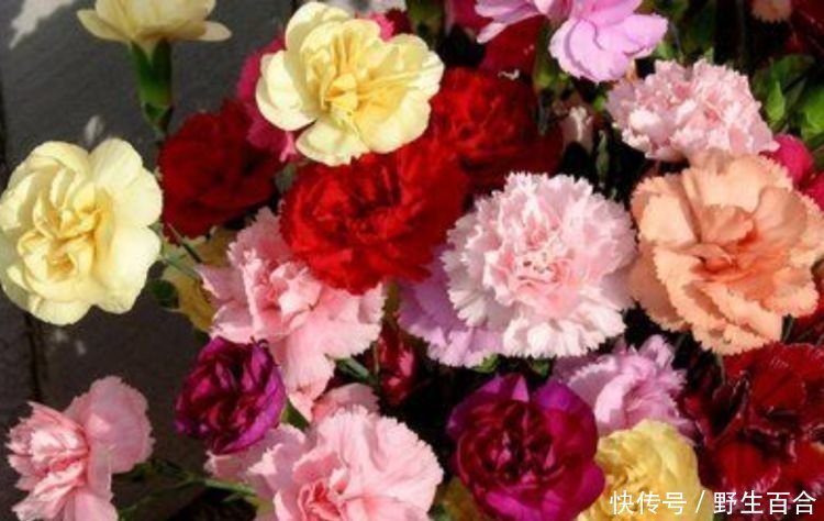 几种“高颜值花”，华贵漂亮，花开富贵、第一种已经被迷住了！