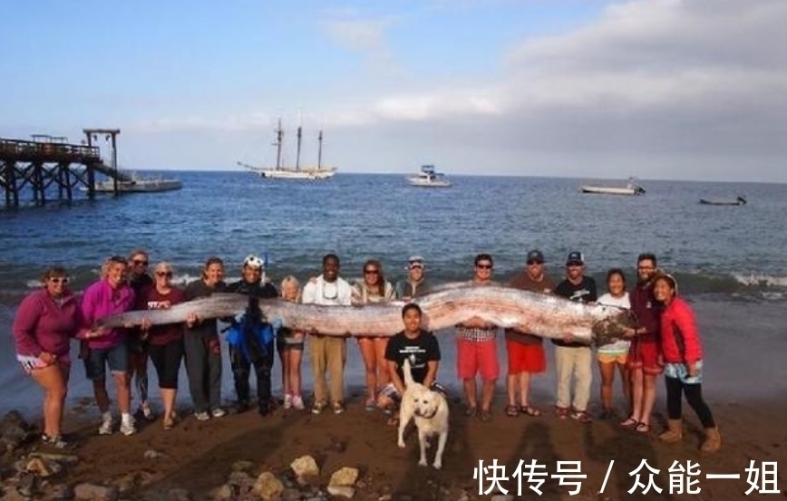 考拉|完全冻结的木蛙，与人类指纹几乎相同的考拉，你不知道的生物知识