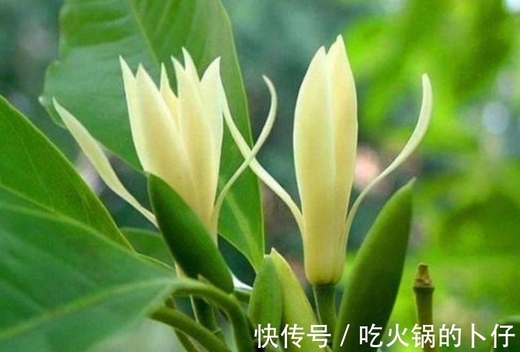 谁见了都喜欢的3种花,家里养一盆,满屋飘香,你养了吗