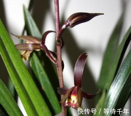 技巧|如何养护墨兰花吗快来学习一些墨兰的养护技巧吧！