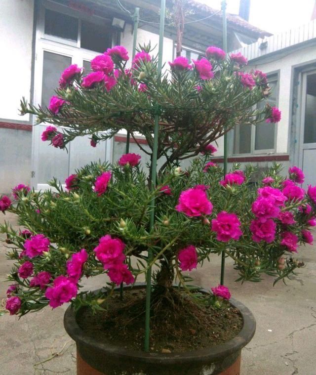 6种便宜花,用心养一年,麻雀变凤凰,越养越精贵