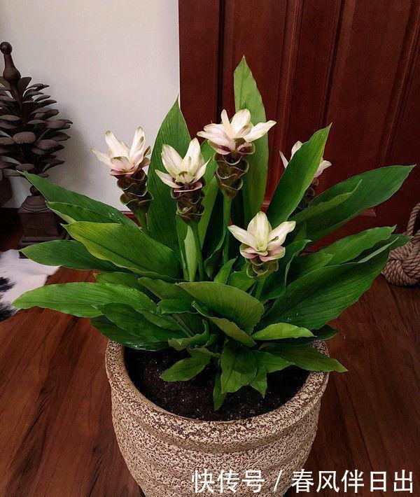 二月初九,家中养上4种“富贵花”,花美色艳,花儿轻松开爆盆