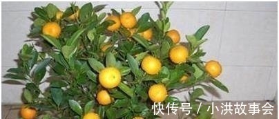 我在阳台用花盆种了这八种果树后，一年到头都没买水果！