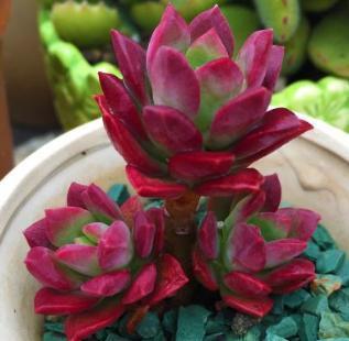 “6种多肉”很常见,阳台随便养3-4盆,好养又省心,新手更适合!