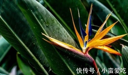 意义|花朵也有不同的意义,世界上的美丽花朵,大自然的惊艳之作
