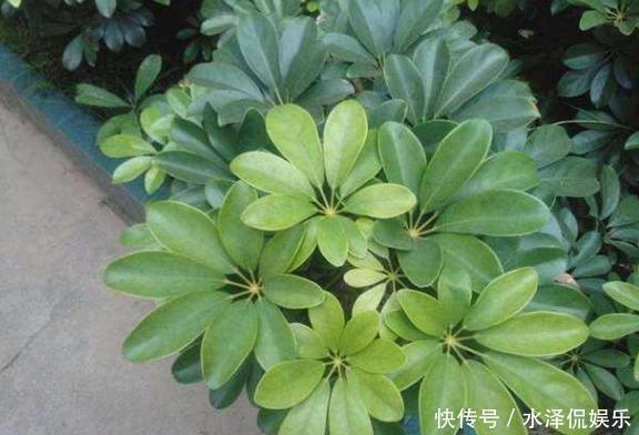 新手上花市挑花,别犹豫!盆栽这2款,生命力旺盛又能净化空气