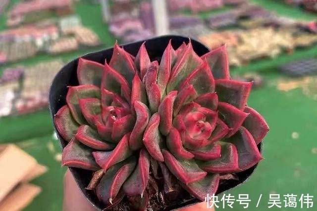 东云系多肉中的6匹黑马,都很漂亮,最后2款太贵了,再喜欢也等等