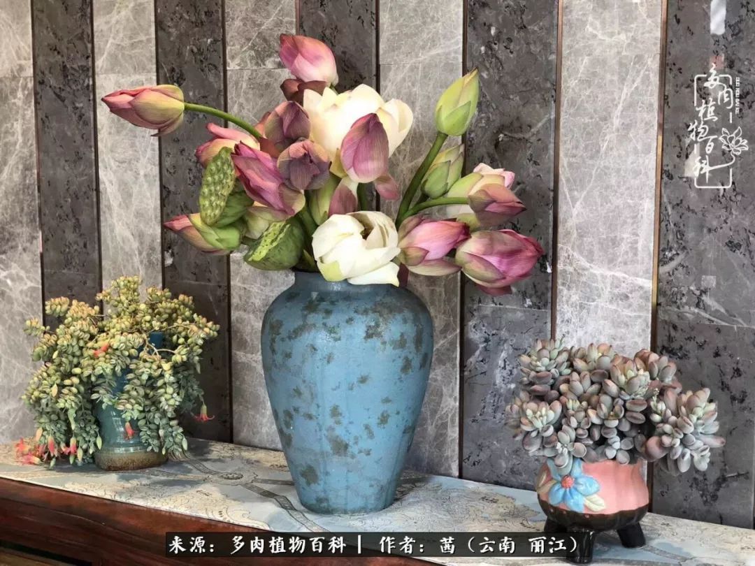 一年四季不同景，一院多肉陪我后半生！