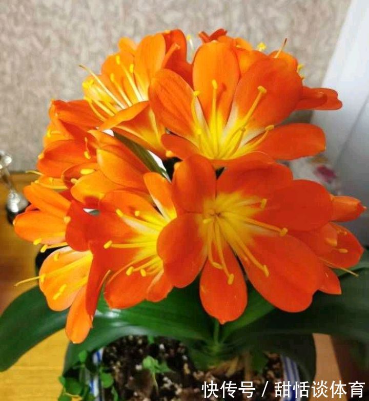 5种“养人花”,你养着它,它也养着你,家里空气清新,人健康