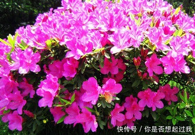 家养杜鹃花总是难开花,学会这三个小技巧,轻松花开爆满盆