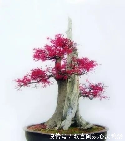 马尾松|徜徉盆景40余年的“盆景迷”