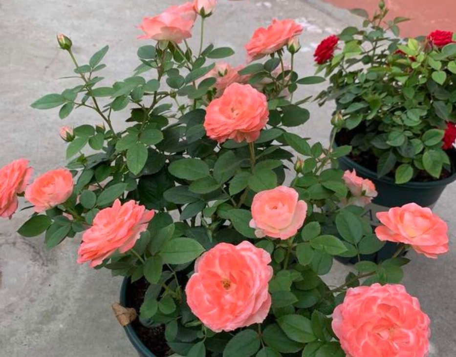 盆底|3种“垃圾”垫盆底,不黄叶烂根,1年四季叶子油绿,花开爆盆!