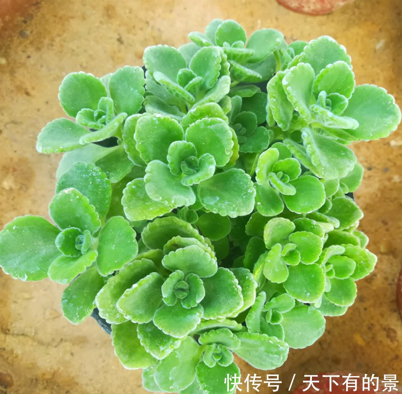 室内可以养的芬香植物,看看这5个品种,你养过吗?