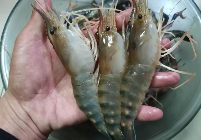 钓鱼小技巧:开完虾饵虾壳不要扔,2个方法将其变废为宝