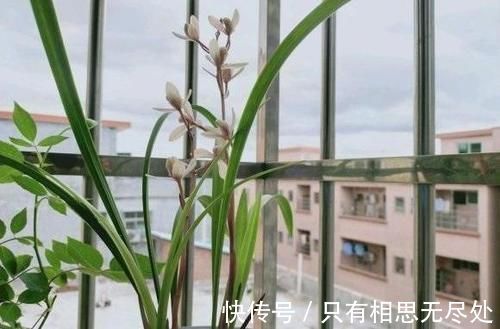 花瓣|客厅养花，这6种“香香花”，花香浓郁，养在客厅衣服都带香味