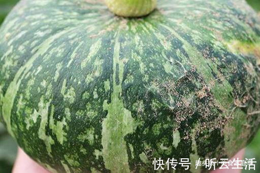 味儿|奇了!南瓜吃出板栗味儿,蒸着吃又面又甜,全家老少都爱吃
