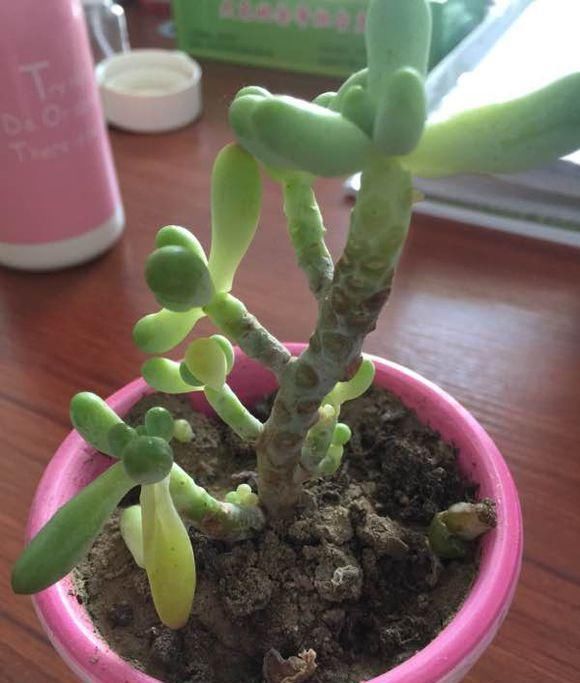 多肉八千代，“掉叶”，“干瘪”，教你“3招”，长成“小椰树”