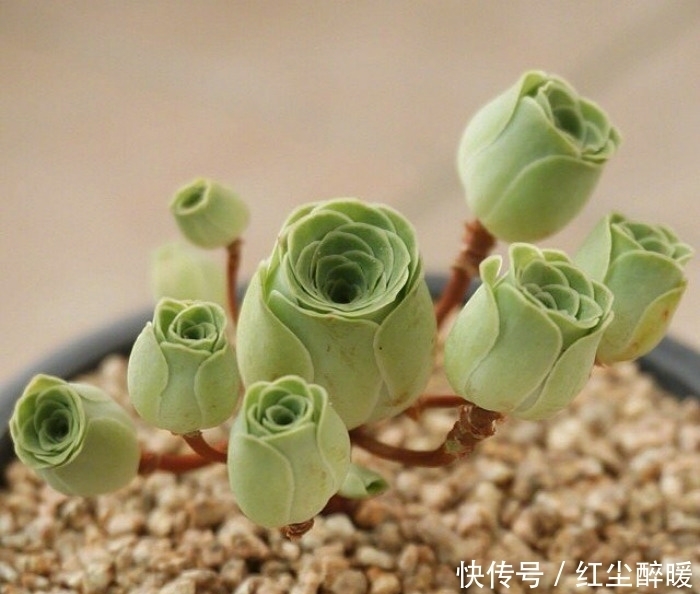 沙漠玫瑰|这4种美丽的盆栽花色鲜艳，花形多姿，很少有人知道