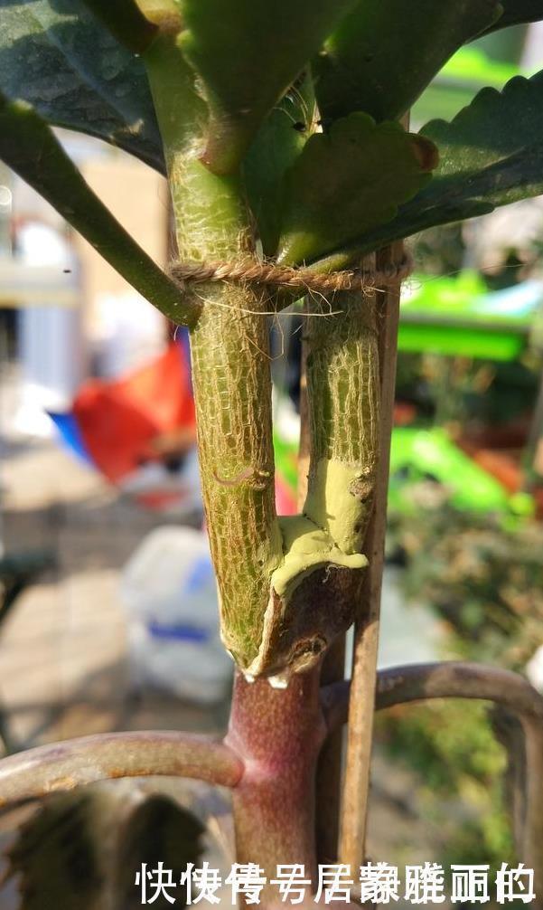 长寿花“嫁给”玉树不死鸟?注意3点,嫁的好,开花旺