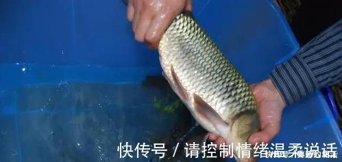 腥味|鱼腥最怕的是“它”,洗鱼时往里加一点,腥味轻松去除,鱼更鲜!