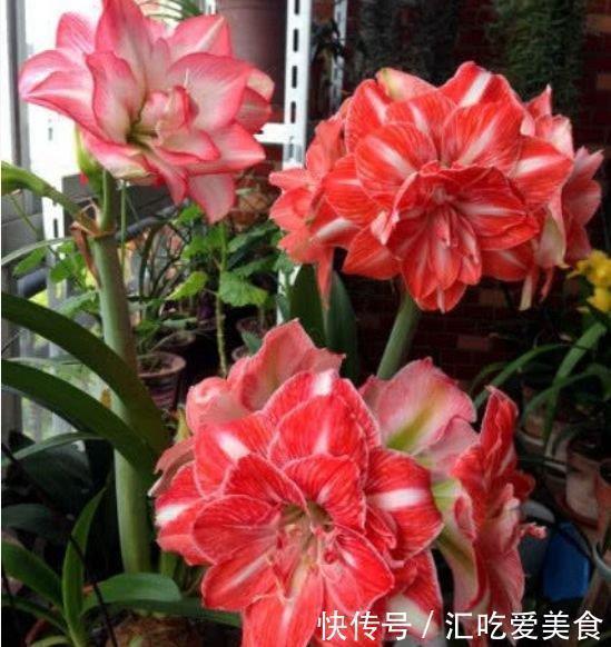 佼佼者|4种花是花卉中的佼佼者,好养易开花,花香四溢飘满屋,美爆了