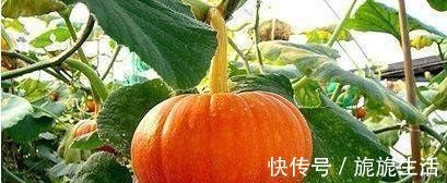 常吃|女性到了中年,常吃3种食物,袪皱淡斑,排毒养颜,保养子宫