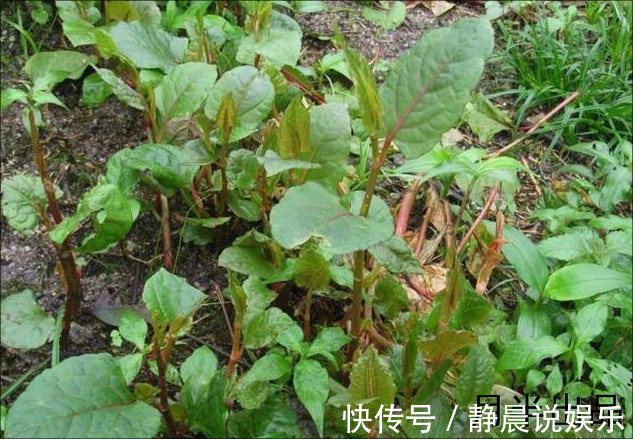 农村|农村路边让人讨厌的野草却有大作用，去疤不留痕迹，比精油好多了