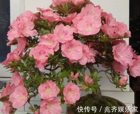 杜鹃花花期过后,做完三件事,来年轻松长爆盆,邻居跑来问经验